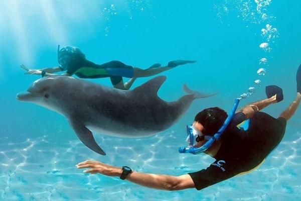 Dolphin day at sea