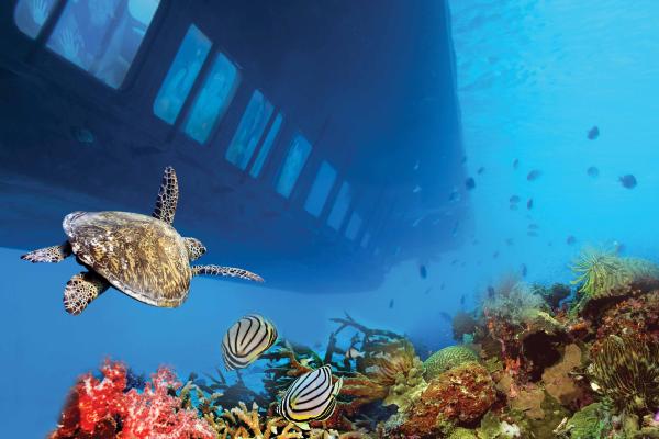 Semi-submarine and snorkeling