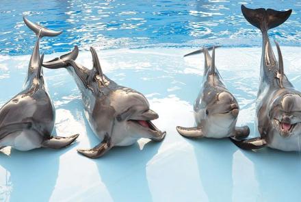 Spectacle de dauphins